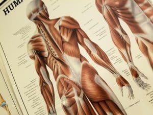 Anatomische afbeelding van de spieren op de rug en de bil